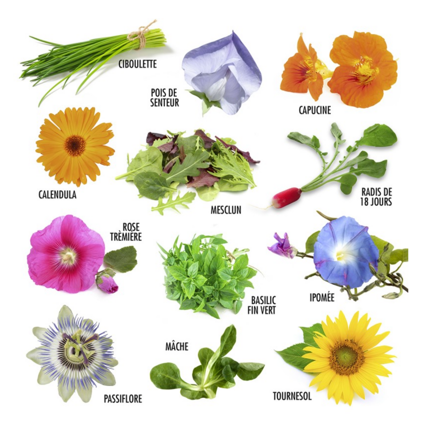 Samenkasten | 12 Pflanzen |  BIO | Radis Et Capucine