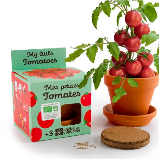 Tomatensamen im Anzuchttopf | BIO |  Radis Et Capucine
