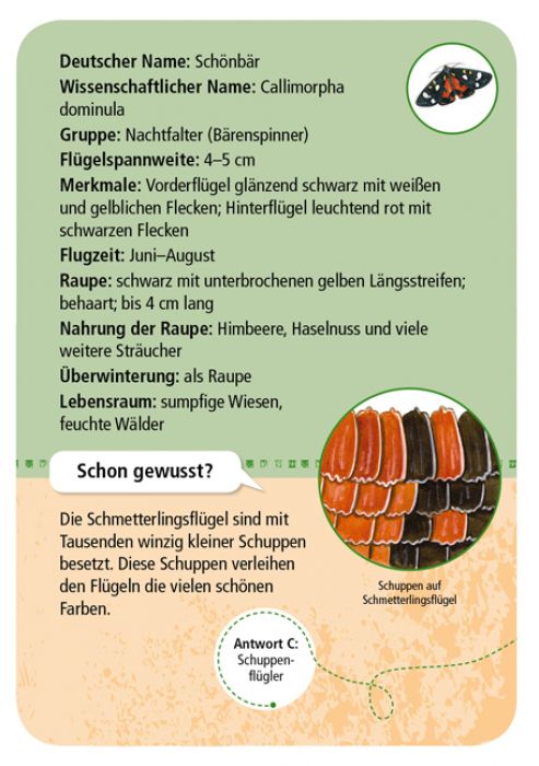 50 heimische Schmetterlinge | Moses Verlag